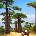 incontournables de Madagascar