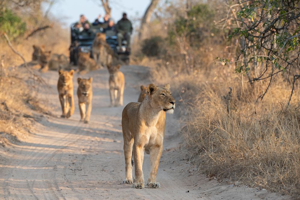 safari en Afrique du Sud