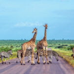 afrique du sud