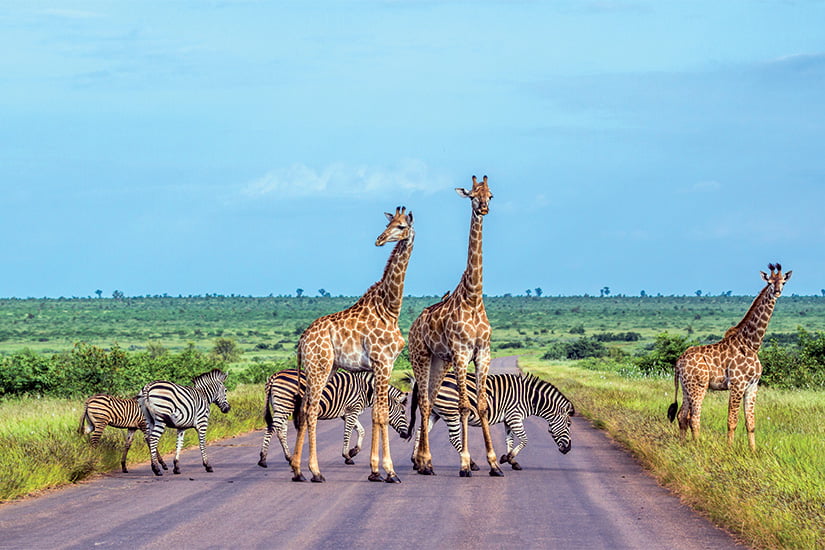 afrique du sud