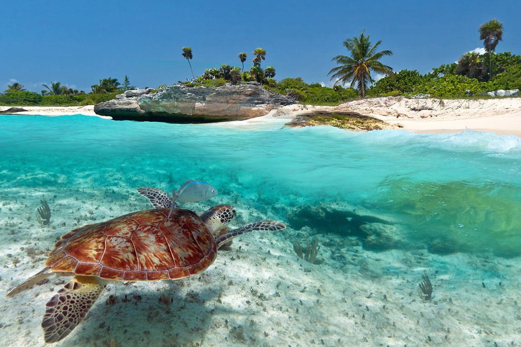 Tortue au Mexique