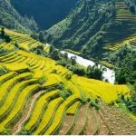 rizières de Sapa